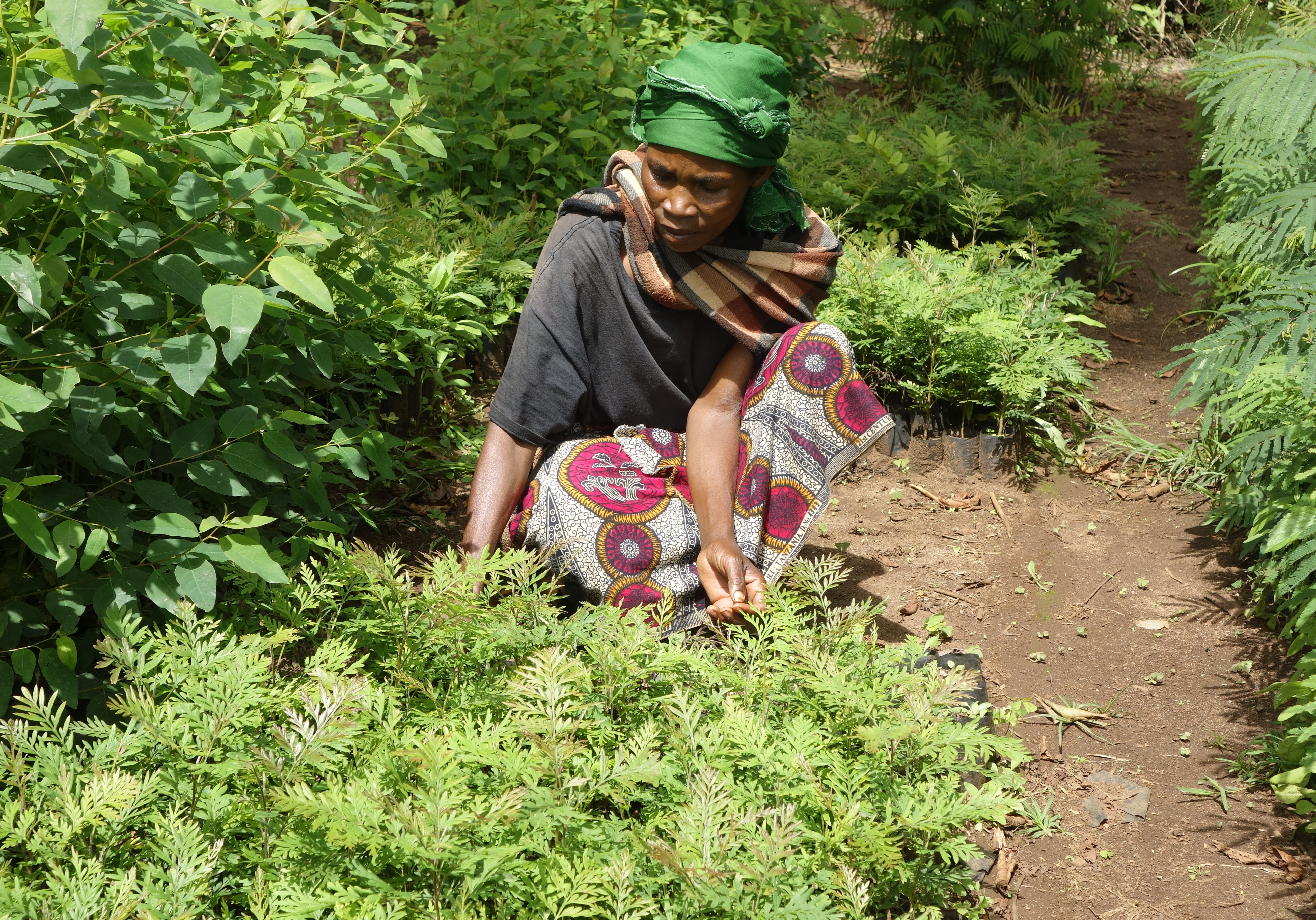 3cii-Agroforestry-in-action-Credit-CCFAS-2014-3