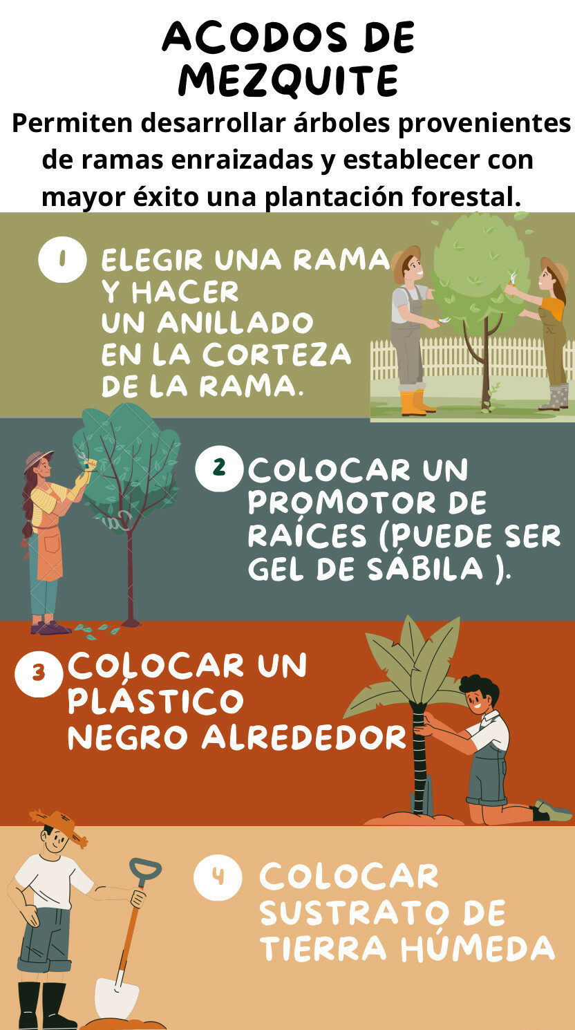 ACODOS DE MEZQUITEbueno