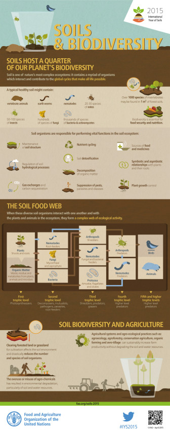 FAO-Infographic-IYS2015-fs3-en-336x853