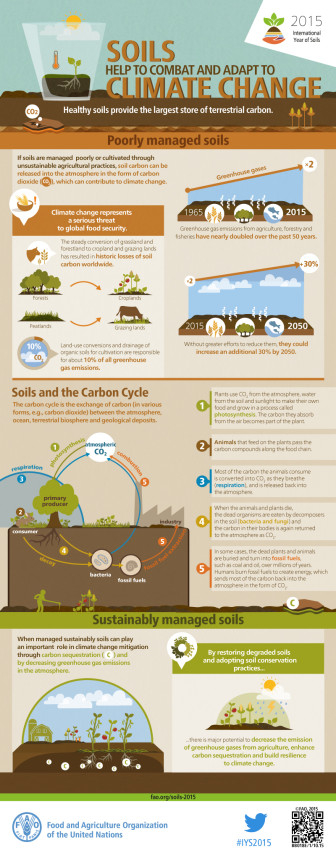 FAO-Infographic-IYS2015-fs5-en-336x853