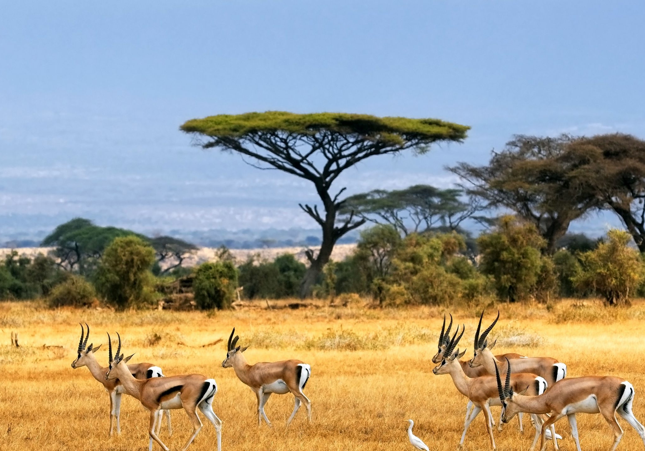 Pictures-of-the-African-Savannah-1-1-1
