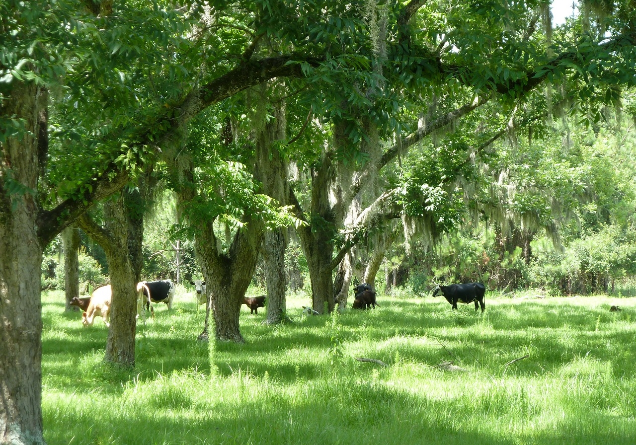 trees-163053_1280